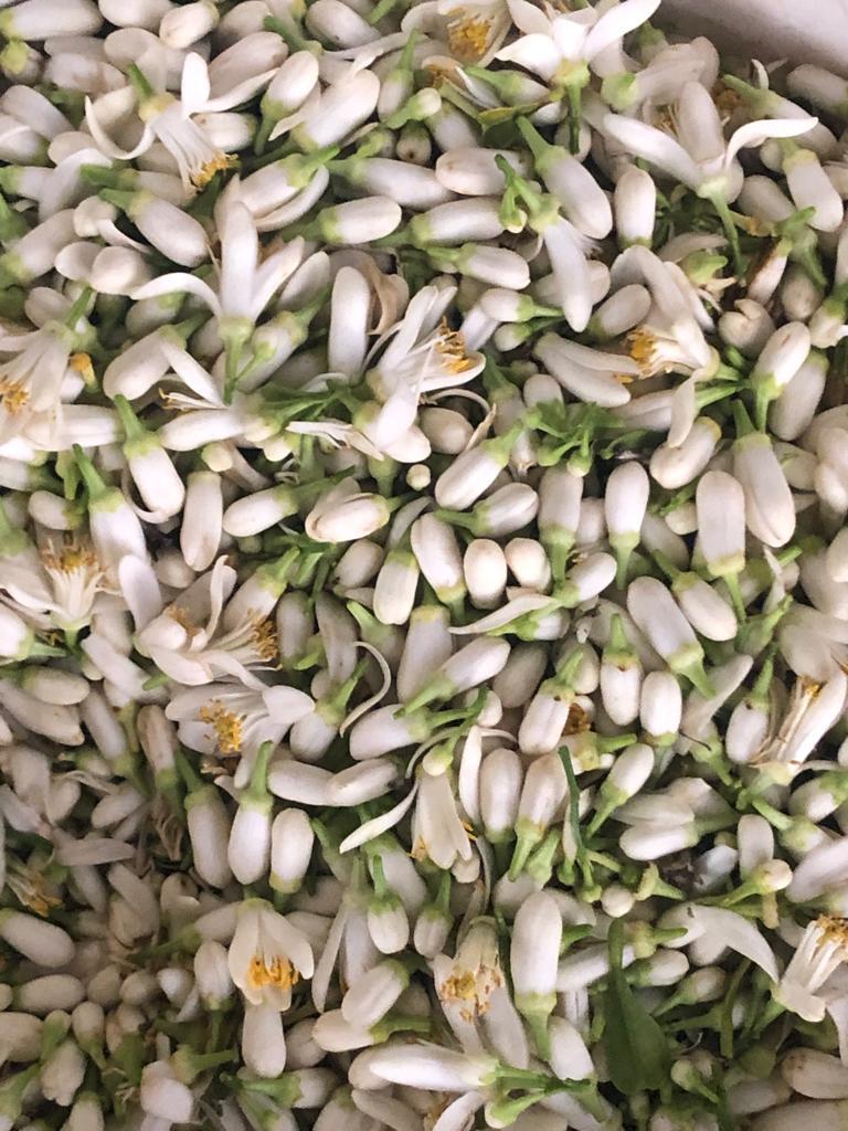 Orange Blossom flower - Pétales Fleur d'oranger