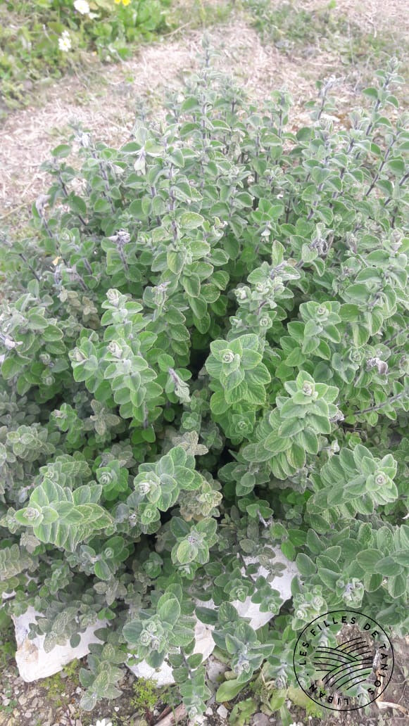 Zaatar_Plant_-_Plante_de_Zaatar
