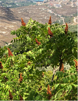 Sumac