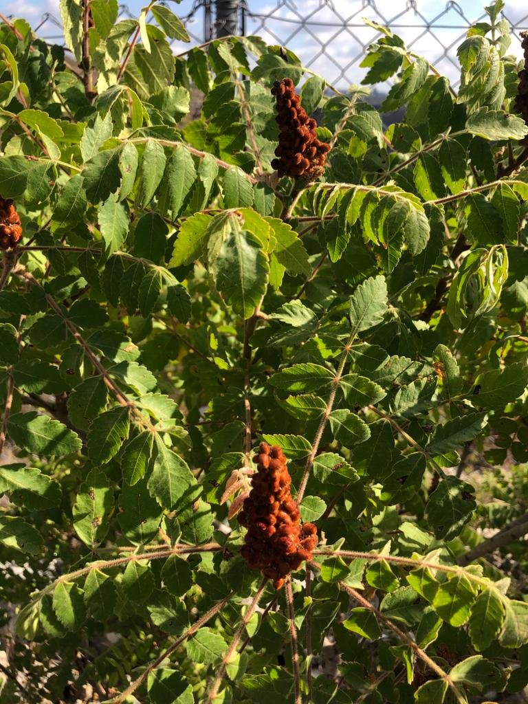 How to use Sumac - Comment utiliser le Sumac